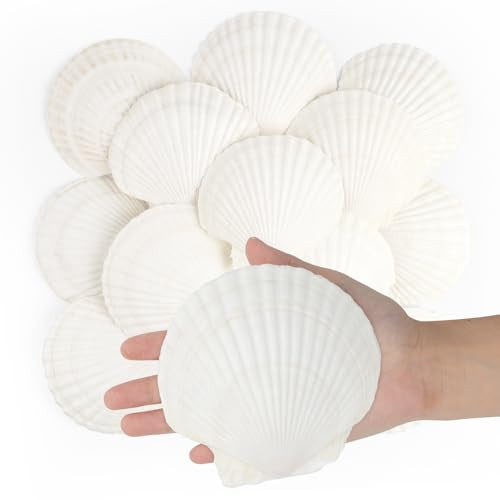 Jangostor 48 darabos kagylóhéj természetes 3-5 cm, fehér