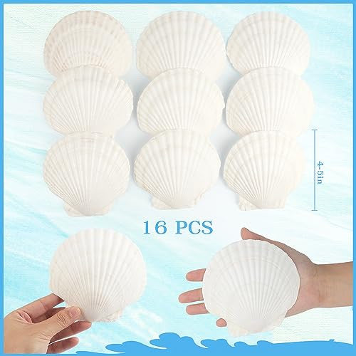 Jangostor 48 darabos kagylóhéj természetes 3-5 cm, fehér